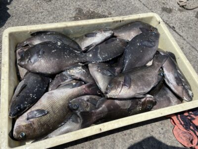 <p>井沢様　沖の北　ヌカ切り(イシゴカイ)でグレ大量♪♪サバが多いのでオキアミのフカセ釣りで狙うのは厳しそうです。</p>