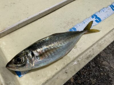 <p>杉浦様　沖の北　サビキ釣りで朝イチに28cmの中アジ！！！竿下で釣れたそうです！単発ですが良型です^ ^</p>