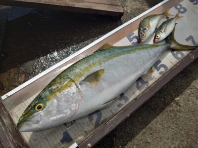 <p>沖の北　飲ませ釣りでメジロ！餌は現地調達の豆アジ　　8時半頃にヒットしたそうです。</p>