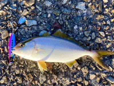 <p>釣れない猫様　沖の北　ジャックアイマキマキでシオ！あいかわらずもの凄い量のベイトが入ってます。サゴシが飛んでるのも見えたそうです。</p>