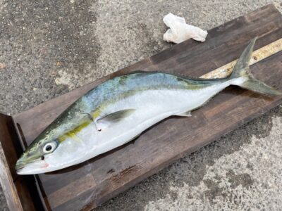 <p>シチリ様　沖の北　飲ませ釣りでメジロ71cm！！！</p>