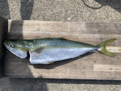 <p>柴田様　沖の北　メジロ1尾🐟　人生初の青物おめでとうございます🎣</p>