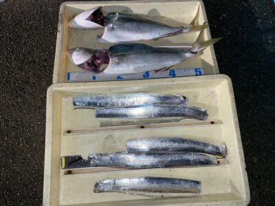 <p>KJH様　沖の北　飲ませ釣りで62〜65cmのメジロ2匹！！！太刀魚はテンヤで5本！！！今日は全体的に太刀魚は渋めでした！</p>