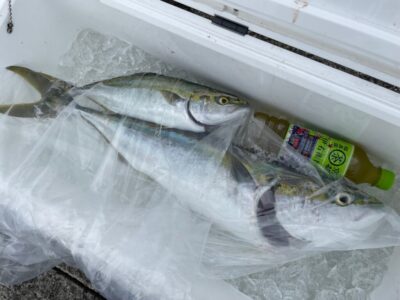 <p>高倉様 沖の北 飲ませ釣りでメジロとハマチ！13時便で行って、内向きでアジを確保して速攻ゲット！まわりの飲ませの方もよくあたっていました♪</p><p>午後は沖の北ガラガラです。飲ませも投げ放題です。</p>