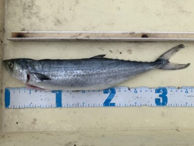 <p>大迫様　沖の北　サゴシ1尾　ルアーでの釣果9時頃に釣れたそうです🎣</p>