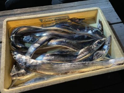<p>中村様　沖の北　テンヤ(ドジョウ)で太刀魚10本！！！18時半頃から釣れ出したとの事でした♪</p>