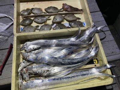 <p>島田様　沖の北　ウキ釣りで太刀魚13本！！！胴突きではカワハギも11匹^ ^</p>