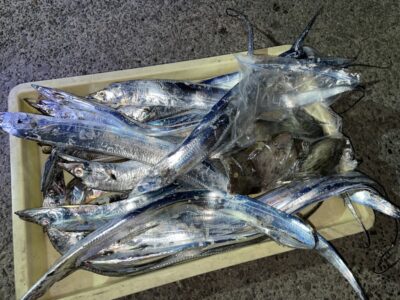 <p>島田様　沖の北　ウキ釣りとテンヤ(ドジョウ)で太刀魚18本ゲット！！！！胴突きではカワハギも♪</p>