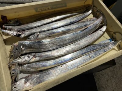 <p>島田様　沖の北　浮き釣りで太刀魚7本ゲット！！！棚は1ヒロとのことで19時頃から回ってきたみたいです♪</p>