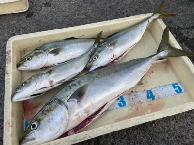 <p>匿名様　沖の北　飲ませ釣りでツバス〜メジロ4匹！！飲ませ用の豆アジは昼からでも無限に釣れたとの事でした^ ^</p>