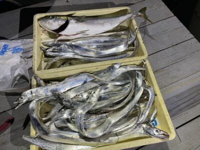 <p>ショアモンスター様　沖の北　テンヤとウキ釣りで太刀魚多数！！！！飲ませ釣りではメジロもGET！！！</p>