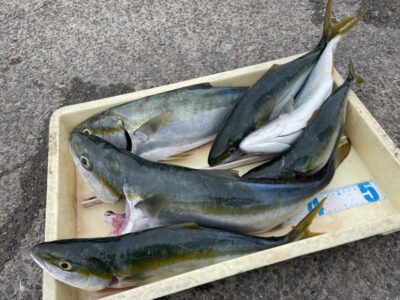 <p>ひまわり様　沖の北　ショアジギ・飲ませ釣りでハマチ〜メジロ6匹！！！</p>