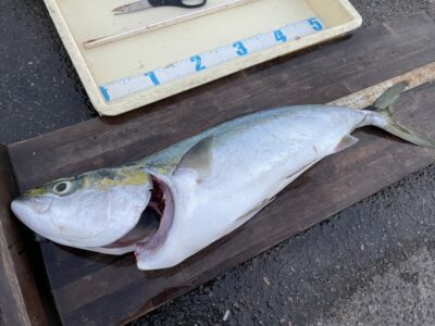 <p>ゲシリン様　沖の北　飲ませ釣りでメジロ！！！</p>