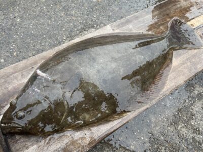 <p>匿名様　沖の北　飲ませ釣りで70cmのヒラメ！！！！おめでとうございます^ ^</p>