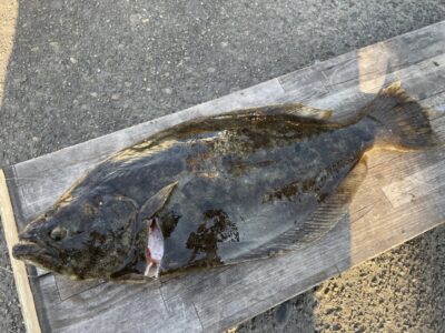 <p>立石様　旧一文字赤灯　飲ませ釣りで60cmのヒラメ！！！！</p>