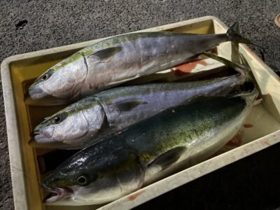 <p>島田様　沖の北　飲ませ釣りでメジロ3匹！！午後便からの釣果♪</p>