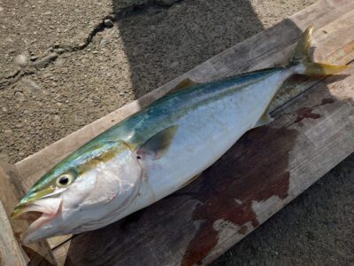 <p>杉本様　旧一文字赤灯　内向き　飲ませ釣りでメジロ！7時便で渡ってすぐに釣れたそうです。</p>