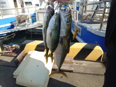 <p>旧一文字赤灯 飲ませ釣りでハマチとメジロ！他の飲ませの方も釣れてました♪今日も内向きや灯台のちょっと離れたとこでボイル多かったです。</p>