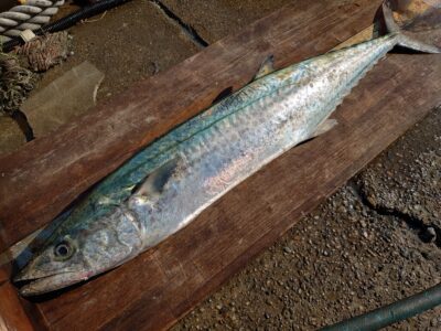 <p>高橋様 沖の北 ショアジギでサワラ！一投目で釣れたそうです♪</p>