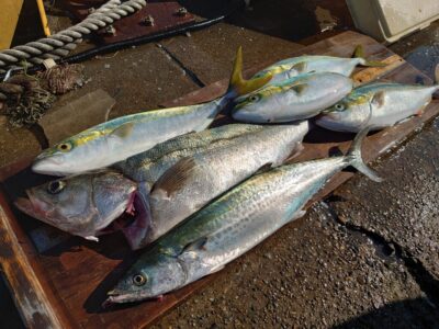 <p>沖の北 ショアジギでサゴシ！飲ませ釣りでハマチとハネ！</p><p>7時頃までルアーでハマチ・サゴシがポツポツ、その後は飲ませ釣りの方がけっこうあたっていました。8時と9時頃にもサゴシがヒットしてたり、ちょい沖でナブラ立ったりで魚はずっといる感じです。赤灯でも飲ませでハマチ釣れてました♪</p>