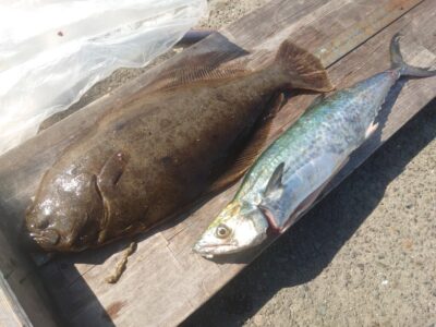 <p>沖の北 ショアジギでサゴシ！飲ませ釣りでヒラメ！いいですね〜ヒラメ♪岸一で1番釣るのが難しくて、1番美味しい魚です。これからが本番です。</p>