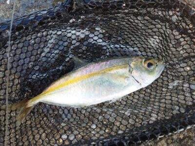 <p>沖の北 今朝は暗いうちからアジが釣れてました。中層〜表層でなんぼでも釣れます。釣れた中になんか違うのがいるなと思ったらメアジでした。</p>