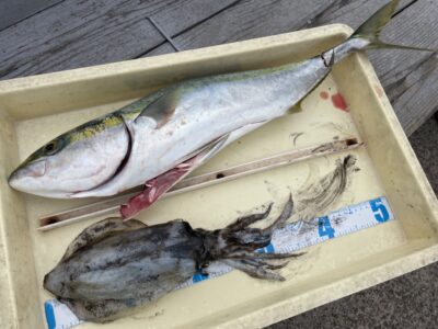 <p>中元様　沖の北　飲ませ釣りでメジロとエギングでアオリイカGET^ ^</p>