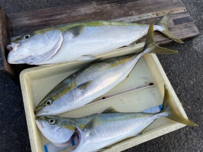 <p>匿名様　沖の北　飲ませ釣りでメジロ〜80cmまでのブリ3匹！！！</p>