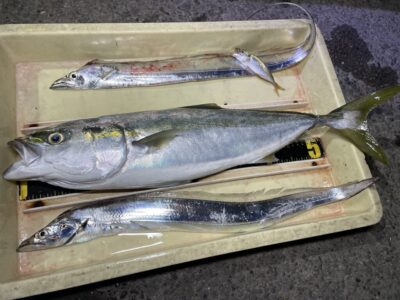 <p>アサキ様　沖の北　飲ませ釣りでメジロとテンヤで太刀魚2本！！！</p>