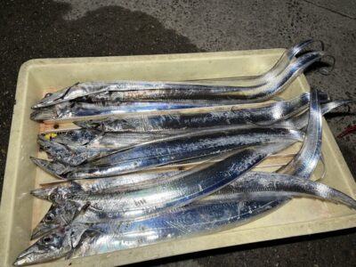 <p>谷様　沖の北　テンヤ(ドジョウ)で太刀魚10本！！！19時までの釣果です。あたりはかなり小さい様です。</p>