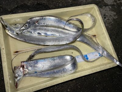 <p>須川様　沖の北　ウキ釣りで太刀魚5本！！！19時半頃からあたりだしたとの事でした！</p>