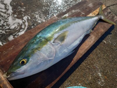 <p>サワラハンター様 沖の北 飲ませ釣りでブリ87cm！！！さすが大物ハンター♪</p>