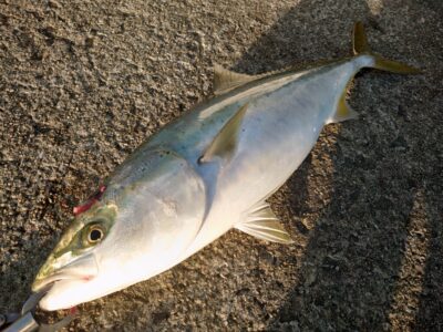 <p>沖の北 飲ませ釣りでブリ80cm！！！7時すぎにヒット！</p>