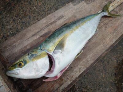 <p>上垣内様 沖の北 飲ませ釣りでメジロ！7時半頃にヒット！</p>