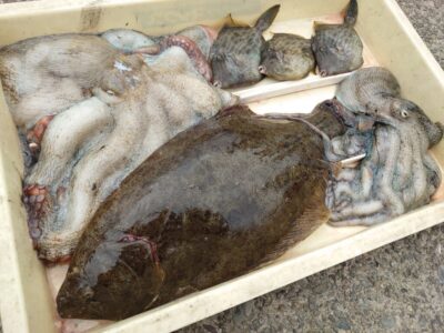<p>竹村様 沖の北 タコエギでタコ1.9kg！！！ ヒラメは外向きでヒット！カワハギも♪素晴らしい釣果です♪</p>