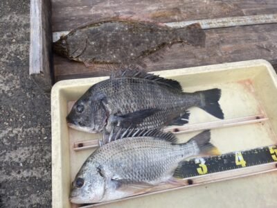 <p>西川様　沖の北　フカセ釣りでチヌ43cmとキビレ！！合間に飲ませ釣りでヒラメ43cm！！！</p>