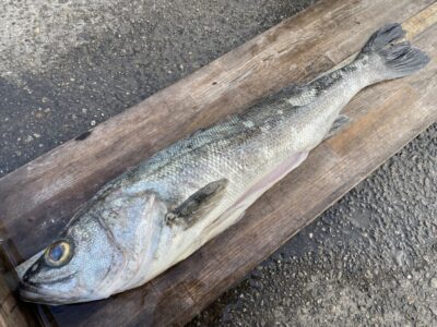 <p>匿名様　沖の北　飲ませ釣りでハネ75cm！！！飲ませ用の餌のアジ・サバがサビキでかなり厳しくなってます！飲ませをされる方は餌の持参をオススメします！</p>