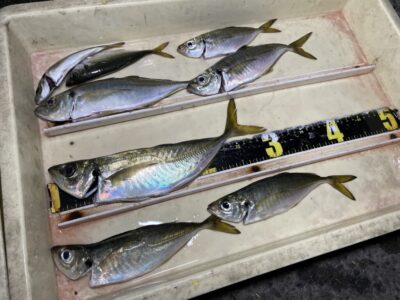 <p>BWC様　沖の北　胴突き(オキアミ)で夕方暗くなってから中アジ30cmまでを8匹！！！</p>