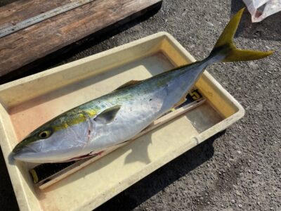 <p>田口様　沖の北　飲ませ釣りでメジロ^ ^</p>