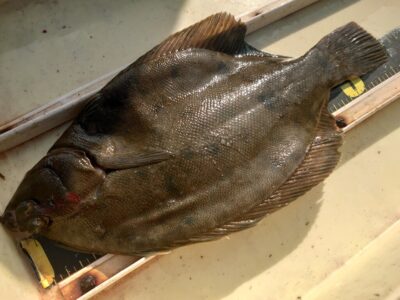 <p>沖の北 投げ釣りでカレイ！</p>