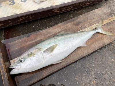 <p>ヤシマ様　沖の北　飲ませ釣りで76cmのメジロ！！！15時便お預かり釣果♪</p>