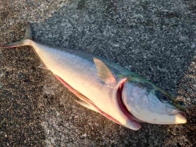 <p>沖の北 メタルバイブでメジロ！5時便で渡って釣り開始3投目で釣れたそうです。</p>