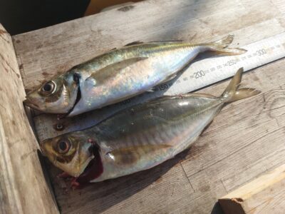 <p>早朝の釣果です。沖の北 足元サビキでアジ！25〜30cmくらいのサバも浅いタナで釣れますよ。</p>