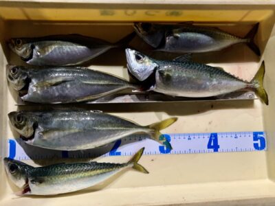 <p>白田様　沖の北　サビキ釣りでアジ&サバ🎣　アジ最大33cm🐟　呑ませ釣りに丁度良いアジも釣れるそうです。</p>
