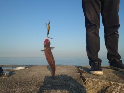 <p>沖の北 ショアジギでエソがかかっていました！なんか久しぶりな見たような…。最近エイも多いですね。無理して竿やタモを折らないようにお気をつけください。</p>