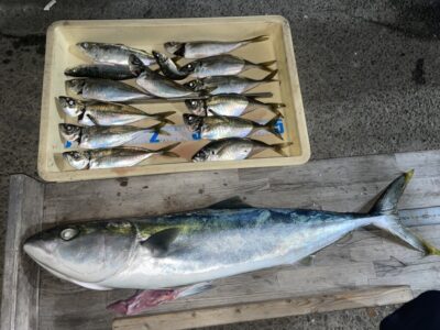 <p>小谷様　沖の北　飛ばしサビキで小アジ〜中アジと飲ませ釣りで80cmのブリ！！！午後からの釣果です^ ^</p>