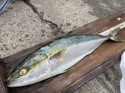 <p>NASI様　沖の北　飲ませ釣りでメジロ68cm！！！餌は現地で釣れたカタクチイワシだそうです^ ^おめでとうございます♪♪</p>