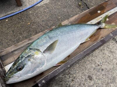 <p>平田様　沖の北　飲ませ釣りで77.5cmのメジロ！！！体高が凄いです♪♪</p>