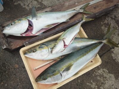<p>島田様 沖の北 飲ませ釣りで青物大漁！6〜7時頃に2本釣ったあと、さらにブリとハマチ追加♪</p>
