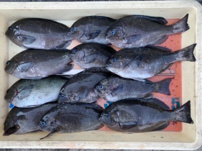 <p>森様　沖の北　フカセ釣りでグレ大漁🎣　キープサイズ12尾以外はリリース👍</p>